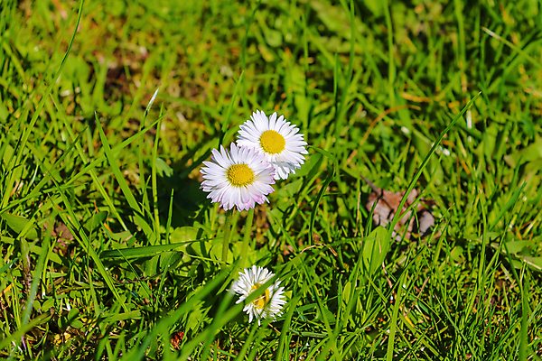 포토 JPG 해외이미지 식물 계절 꽃잎 꽃 꽃다발 백그라운드 꽃무늬 밭 자연 하늘 잔디 사람없음 초록색 여름 빛 태양 뷰티 정원 봄 성장 벚꽃 흰색 허브 데이지 캐모마일 해외포토 자연요소 컬러 무늬 농업 생태계 파일형식 이미지허브