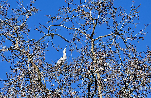 포토 JPG 해외이미지 동물 호수 야생동물 바다 여행 백그라운드 날개 자연 갈매기 조류 하늘 서기 사람없음 야외 물 여름 파란색 회색 자유 흰색 큼 왜가리 깃털 부리 목 내추럴 동물상 해외포토 자연요소 계절 컬러 컨셉 모션 신체부위 조형물 크기 생태계 파일형식 이미지허브