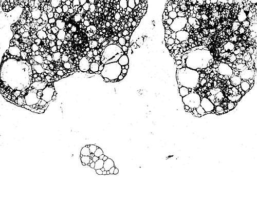 EPS 해외이미지 백그라운드 패턴 일러스트 벽지 날씨 추상 장식 검은색 어둠 손상 고통 수확 껍질 흰색 얼룩 거친 균열 고민 부식 분필 질감 복고 그런지 썩음 엘리먼트 옛날 효과 해외일러스트 감정 컬러 컨셉 무늬 농업 모션 초크 파일형식 벡터 이미지허브