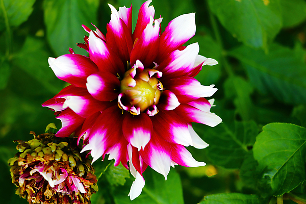 포토 JPG 해외이미지 식물 꽃잎 꽃 분홍색 백그라운드 꽃무늬 자연 선물 사랑 사람없음 빨간색 여름 컬러풀 뷰티 머리 정원 보라색 봄 활발 벚꽃 흰색 신선 달리아 원예 내추럴 해외포토 계절 감정 컬러 컨셉 무늬 취미 신체부위 생태계 파일형식 이미지허브