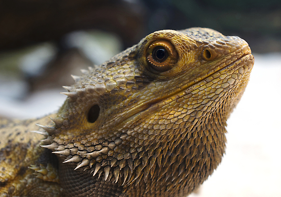 포토 JPG 해외이미지 동물 야생동물 파충류 자연 저울 사람없음 갈색 노란색 머리 회색 가시 닫기 피부 질감 눈금 도마뱀 날카로움 내추럴 이국적 해외포토 컬러 모션 신체부위 생태계 파일형식 이미지허브