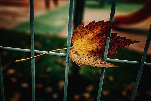 포토 JPG 해외이미지 나무 식물 계절 공원 백그라운드 잎 오렌지 자연 추상 사람없음 야외 장식 빨간색 초록색 울타리 컬러풀 뷰티 노란색 환경 가을 황금 숲 11월 질감 10월 내추럴 엘리먼트 해외포토 공공시설 컬러 무늬 과일 담장 날짜 생태계 파일형식 이미지허브