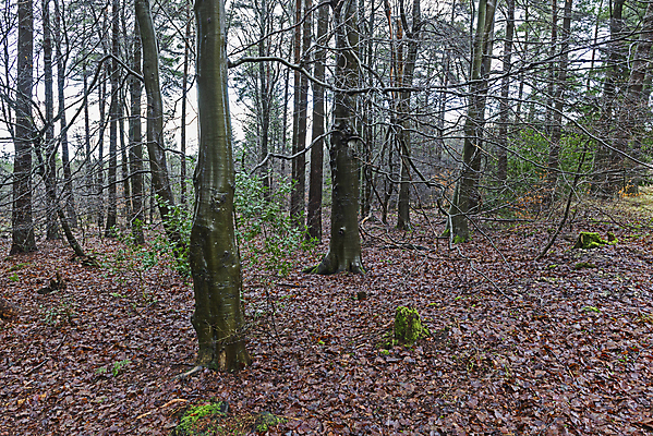 포토 JPG 해외이미지 나무 식물 계절 공원 도로 잎 겨울 자연 풍경 사람없음 야외 목재 초록색 갈색 환경 가을 시골 소나무 숲 멀리 전나무 내추럴 벌거벗은 삼림지대 해외포토 공공시설 길 컬러 재료 교통시설 생태계 파일형식 이미지허브