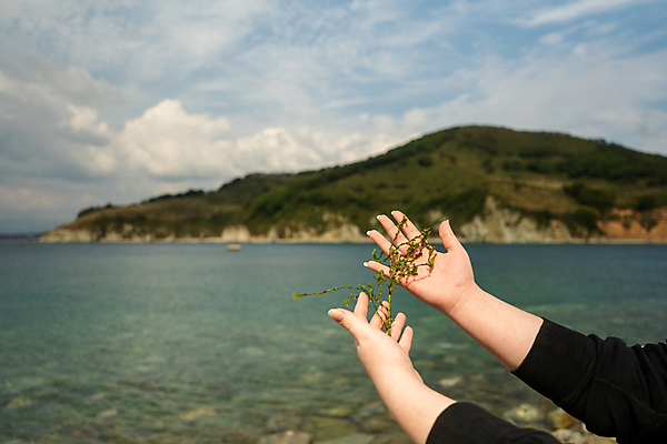 포토 JPG 해외이미지 식물 바다 백그라운드 자연 조명 관리 사람없음 해조류 해외포토 해양식물 생태계 파일형식 이미지허브