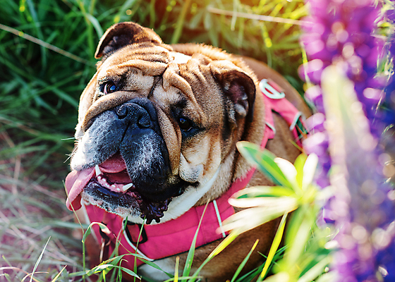 포토 JPG 해외이미지 동물 행복 포유류 잉글랜드 사랑 사람없음 야외 초록색 반려동물 갈색 주름 개 강아지 작음 불독 송곳니 프랑스어 기르기 블루벨 유래 해외포토 문자 감정 컬러 영국 치아 크기 돌봄 파일형식 이미지허브