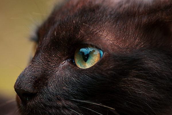 포토 JPG 해외이미지 동물 학생 응시 시선 얼굴 포유류 털 사람없음 반려동물 반사 갈색 노란색 머리 고양이 관찰 콧수염 묘사 호기심 코 시력 육식동물 솜털 배려 아이라이너 주목 해외포토 감정 컬러 컨셉 모션 수염 신체부위 파일형식 이미지허브