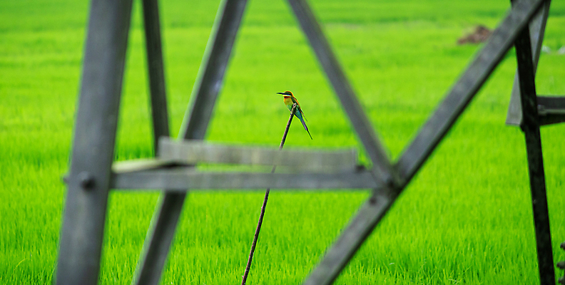 포토 JPG 해외이미지 식물 동물 1 아시아 야생동물 농업 자연 조류 아침 휴식 생물 앉기 동양인 풍경 사람없음 초록색 컬러풀 햇빛 노란색 머리 환경 자유 나뭇가지 보호 깃털 싱글 꼬리 부리 사냥꾼 경보 생태학 스리랑카 이국적 해외포토 주간 나무 직업 교육 나라 산업 컬러 컨셉 모션 인종 신체부위 태양 생태계 파일형식 이미지허브