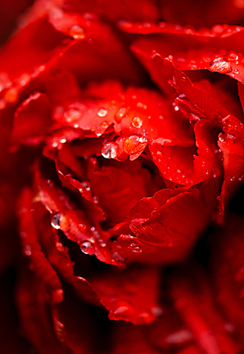 포토 JPG 해외이미지 꽃잎 근접촬영 사람없음 뷰티 장미 젖음 해외포토 꽃 뷰포인트 파일형식 이미지허브