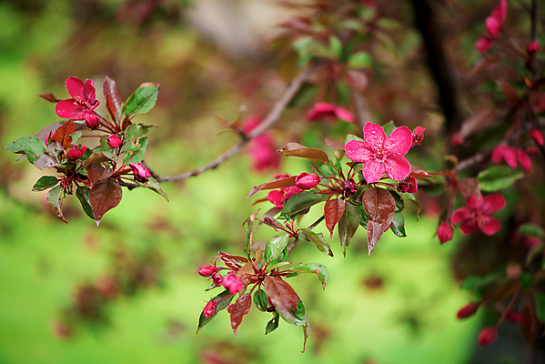 포토 JPG 해외이미지 꽃잎 꽃 잎 사람없음 아웃포커스 뷰티 사과꽃 해외포토 식물 촬영기법 파일형식 이미지허브