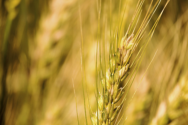 포토 JPG 해외이미지 식물 음식 빵 농업 다이어트 자연 건조 건강 옥수수 씨앗 사람없음 농작물 농장 농경지 환경 식사 수확 성장 시골 신선 아침식사 낟알 땅 시리얼 밀 굽기 날것 보리 밀가루 자루 성분 내추럴 밭일 숙성 채식주의자 탄수화물 핸드메이드 호밀 세련 해외포토 산업 곡류 가루 구이 생태계 채식 파일형식 이미지허브