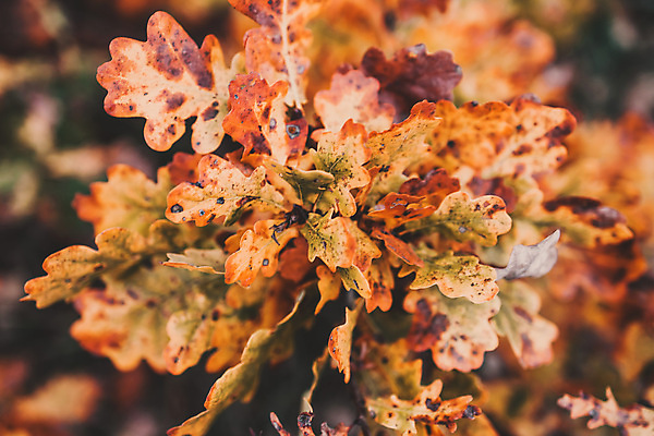 포토 JPG 해외이미지 나무 식물 계절 공원 백그라운드 단풍 잎 패턴 오렌지 자연 사람없음 야외 목재 빨간색 초록색 컬러풀 햇빛 뷰티 갈색 노란색 환경 정원 가을 나뭇가지 황금 소프트포커스 숲 11월 질감 보케 10월 내추럴 해외포토 공공시설 컬러 무늬 과일 재료 촬영기법 태양 날짜 생태계 파일형식 이미지허브
