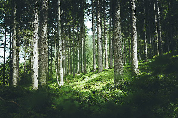 포토 JPG 해외이미지 나무 계절 공원 잎 자연 휴식 건강 풍경 사람없음 목재 초록색 빛 햇빛 환경 침묵 활발 에너지 성장 신선 황무지 영혼 숲 긍정 장면 테라피 바이탈 가문비나무 해외포토 식물 공공시설 컬러 컨셉 재료 태양 뷰티 소리 생태계 파일형식 이미지허브