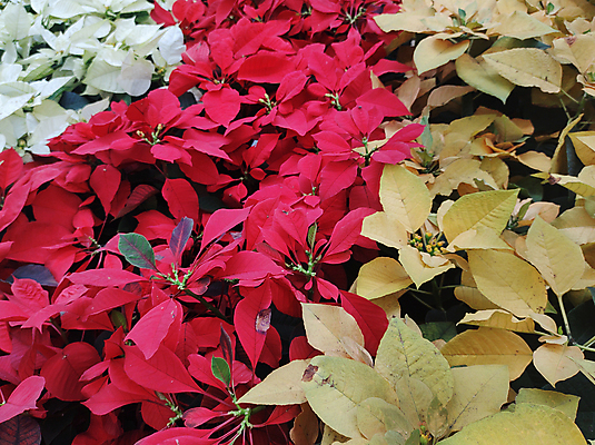 포토 JPG 해외이미지 식물 계절 꽃잎 꽃 백그라운드 잎 크리스마스 겨울 꽃무늬 자연 휴가 사람없음 장식 빨간색 초록색 컬러풀 노란색 정원 축제 벚꽃 흰색 축하 12월 포인세티아 내추럴 해외포토 기념일 컬러 컨셉 무늬 날짜 생태계 파일형식 이미지허브