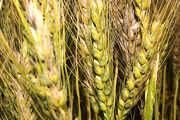 포토 JPG 해외이미지 식물 음식 빵 농업 다이어트 자연 건조 건강 옥수수 씨앗 사람없음 농작물 농장 농경지 환경 식사 수확 성장 시골 신선 아침식사 낟알 땅 시리얼 밀 굽기 날것 보리 밀가루 자루 성분 내추럴 밭일 숙성 채식주의자 탄수화물 핸드메이드 호밀 세련 해외포토 산업 곡류 가루 구이 생태계 채식 파일형식 이미지허브