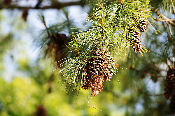 포토 JPG 해외이미지 나무 식물 계절 크리스마스 겨울 자연 하늘 사람없음 목재 초록색 갈색 봄 나뭇가지 소나무 숲 솔방울 상록수 침엽수 전나무 원뿔 가문비나무 해외포토 도형 기념일 컬러 재료 생태계 파일형식 이미지허브