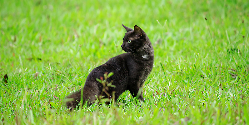 포토 JPG 해외이미지 동물 캐릭터 응시 남자 밭 포유류 자연 생물 털 앉기 잔디 사람없음 야외 초록색 반려동물 머리 정원 검은색 고양이 어둠 손목시계 호기심 귀 사냥꾼 나쁜 고립 기르기 깊이 심각 유래 주목 해외포토 식물 직업 시선 감정 시계 컬러 컨셉 농업 장신구 모션 사람 신체부위 생태계 돌봄 파일형식 이미지허브