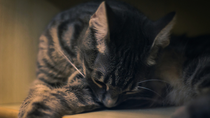 포토 JPG 해외이미지 동물 응시 포유류 수염 털 실내 앉기 사람없음 목재 반려동물 머리 쌓기 카메라 고양이 회색 작음 호기심 육식동물 주둥이 노려봄 해외포토 나무 시선 감정 컬러 컨셉 재료 모션 표정 내부 신체부위 전자제품 크기 파일형식 이미지허브