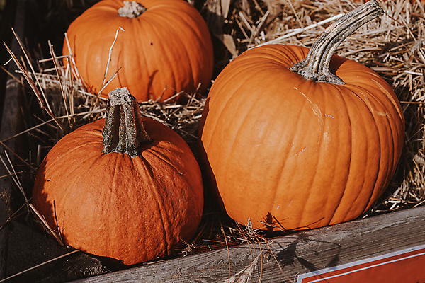 포토 JPG 해외이미지 식물 전통 계절 음식 백그라운드 밭 농업 채소 오렌지 자연 호박 휴가 건강 사람없음 야외 장식 컬러풀 농장 쌓기 정원 맑음 축제 할로윈 수확 성장 시골 축하 신선 원형 시장 황금 큼 11월 유기농 장면 추수감사절 10월 내추럴 땅바닥 숙성 해외포토 도형 웰빙 산업 기독교 컬러 컨셉 과일 모션 날씨 바닥 날짜 크기 생태계 파일형식 이미지허브