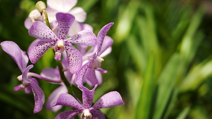 포토 JPG 해외이미지 식물 디자인 공원 꽃잎 꽃 백그라운드 잎 꽃무늬 패턴 아침 사람없음 아웃포커스 초록색 빛 햇빛 우주 정원 맑음 스파 어둠 화목 봄 성장 벚꽃 개화 난초 닫기 소프트포커스 유기농 보케 깊이 이국적 취급주의 파라다이스 파스텔톤 그리너리 해외포토 주간 웰빙 계절 공공시설 컬러 컨셉 무늬 모션 날씨 촬영기법 경고 태양 파일형식 트랜드컬러 이미지허브