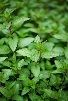 포토 JPG 해외이미지 잎 밭 사람없음 야외 아웃포커스 초록색 농작물 민트 허브 스피아민트 해외포토 식물 컬러 농업 촬영기법 파일형식 이미지허브