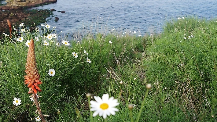 포토 JPG 해외이미지 식물 파도 바다 백그라운드 파노라마 국립공원 경사 사람없음 파란색 빛 햇빛 노란색 미국 들꽃 벚꽃 서핑 황무지 허브 순수 그림 생태계 데이지 심플 캘리포니아 부드러움 태평양 스플래쉬 해외포토 공원 꽃 컬러 컨셉 북아메리카 촬영기법 태양 수상스포츠 감각 파일형식 이미지허브