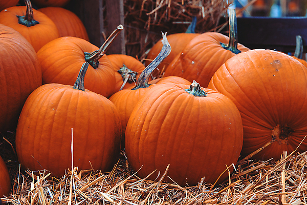 포토 JPG 해외이미지 식물 계절 음식 줄기 백그라운드 밭 농업 채소 오렌지 과일 자연 호박 휴가 건강 사람없음 야외 장식 컬러풀 농장 정원 할로윈 수확 시장 큼 11월 심볼 묘사 유기농 날것 장면 추수감사절 10월 내추럴 채식주의자 해외포토 웰빙 산업 기독교 컬러 날짜 크기 생태계 채식 파일형식 이미지허브