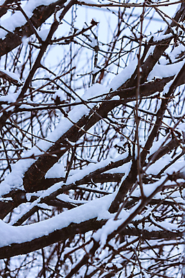 포토 JPG 해외이미지 나무 식물 잎 겨울 패턴 자연 하늘 날씨 서기 앉기 사람없음 야외 목재 얼음 추위 나뭇가지 숲 작음 사인 서리 폭풍 고드름 눈보라 해외포토 자연요소 계절 무늬 재료 모션 눈_날씨 크기 생태계 파일형식 이미지허브