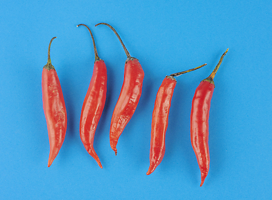 포토 JPG 해외이미지 식물 음식 백그라운드 채소 재료 고추 건강 요리 사람없음 빨간색 초록색 파란색 컬러풀 주방 식사 신선 뜨거움 양념 그룹 정상 향신료 유기농 매움 날것 후추 고립 숙성 채식주의자 비건 해외포토 웰빙 컬러 맛 채식 향미료 파일형식 이미지허브