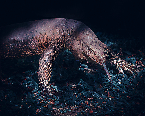 포토 JPG 해외이미지 동물 응시 얼굴 야생동물 파충류 자연 종류 동양인 사람없음 야외 갈색 모니터 용 거친 황무지 숲 위험 큼 열대우림 땅 혀 피부 도마뱀 육식동물 사냥꾼 육식 거인 스리랑카 이국적 집게발 오싹 해외포토 직업 시선 아시아 컬러 컨셉 인종 신체부위 컴퓨터 입 크기 생태계 파일형식 이미지허브