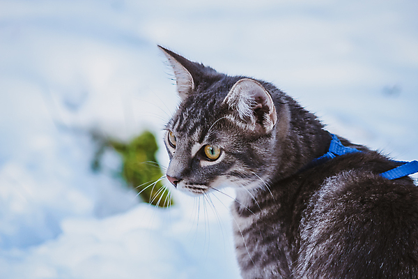 포토 JPG 해외이미지 나무 동물 1 야생동물 겨울 포유류 자연 놀이 수염 털 서기 앉기 사람없음 야외 반려동물 쌓기 고양이 추위 육식동물 주둥이 스트랩 집게발 해외포토 식물 계절 모션 생태계 파일형식 이미지허브
