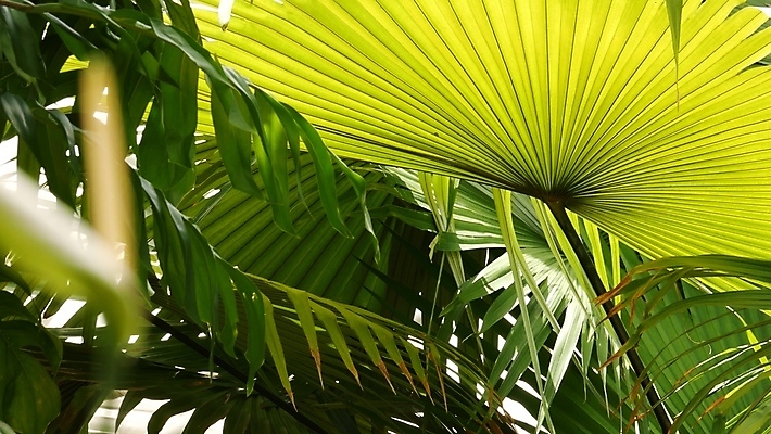 포토 JPG 해외이미지 백그라운드 잎 자연 동화 열대 그림자 동양인 사람없음 초록색 햇빛 태양 환경 정원 맑음 스파 안개 덮개 황무지 소프트포커스 숲 신비 열대우림 유기농 생태계 보케 지역 상록수 내추럴 강렬 블러 이국적 파라다이스 해외포토 자연요소 식물 웰빙 컬러 컨셉 날씨 촬영기법 인종 뚜껑 파일형식 이미지허브