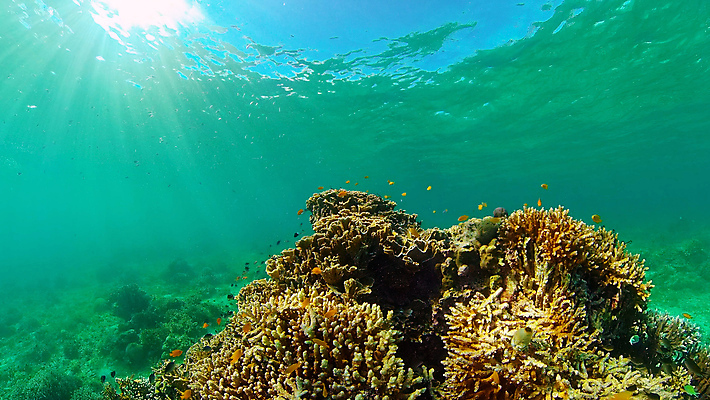 포토 JPG 해외이미지 동물 야생동물 바다 여행 백그라운드 자연 어류 풍경 사람없음 물 컬러풀 환경 수중 수영 탐험 스노클링 산호 생태계 다이빙 장면 암초 발견 깊이 이국적 해외포토 자연요소 컬러 수중동물 수상스포츠 자포동물 수중스포츠 파일형식 이미지허브