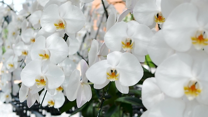 포토 JPG 해외이미지 식물 계절 꽃잎 꽃 꽃다발 백그라운드 잎 꽃무늬 패턴 추상 사람없음 뷰티 평화 정원 스파 침묵 봄 수확 성장 벚꽃 흰색 신선 난초 고급 우아함 소프트포커스 열대우림 허브 보케 향기 아로마 아로마테라피 이국적 카피스페이스 그리너리 해외포토 컬러 컨셉 무늬 농업 촬영기법 소리 공백 숲 냄새 테라피 파일형식 트랜드컬러 이미지허브