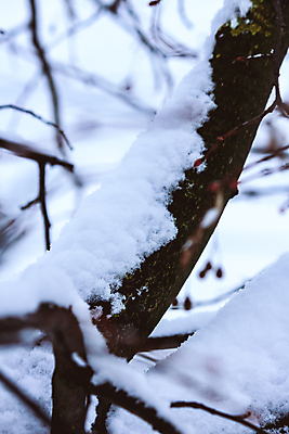 포토 JPG 해외이미지 나무 식물 잎 겨울 패턴 자연 하늘 날씨 서기 앉기 사람없음 야외 목재 얼음 추위 나뭇가지 숲 작음 사인 서리 폭풍 고드름 눈보라 해외포토 자연요소 계절 무늬 재료 모션 눈_날씨 크기 생태계 파일형식 이미지허브