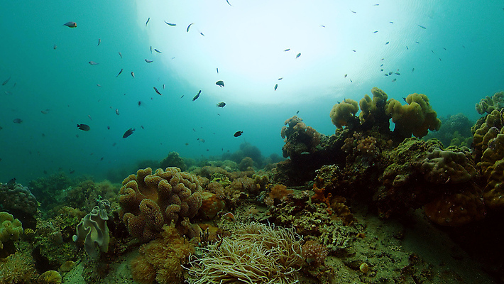 포토 JPG 해외이미지 동물 야생동물 바다 여행 백그라운드 자연 어류 풍경 사람없음 물 컬러풀 환경 수중 수영 탐험 스노클링 산호 생태계 다이빙 장면 암초 발견 깊이 이국적 해외포토 자연요소 컬러 수중동물 수상스포츠 자포동물 수중스포츠 파일형식 이미지허브
