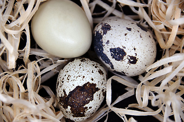 포토 JPG 해외이미지 백그라운드 사람없음 갈색 계란 검은색 봄 껍질 점 둥지 메추리 여의주 해외포토 계절 컬러 알 파일형식 이미지허브