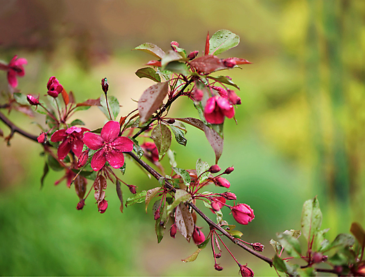 포토 JPG 해외이미지 꽃잎 잎 사람없음 아웃포커스 뷰티 사과 사과꽃 해외포토 식물 꽃 과일 촬영기법 파일형식 이미지허브