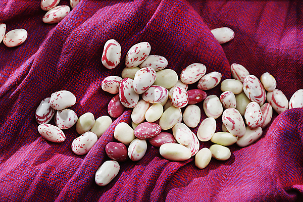 포토 JPG 해외이미지 스튜디오촬영 식물 음식 백그라운드 농업 채소 재료 콩 건강 씨앗 사람없음 빨간색 수확 흰색 신선 다발 유기농 날것 섬유 내추럴 단백질 생식 식용 채식주의자 해외포토 웰빙 산업 컬러 곡류 실내 직물 채식 영양소 파일형식 이미지허브