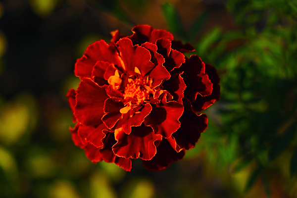 포토 JPG 해외이미지 식물 계절 공원 꽃잎 꽃 꽃다발 백그라운드 잎 꽃무늬 자연 발렌타인데이 사랑 사람없음 빨간색 초록색 컬러풀 뷰티 노란색 정원 봄 벚꽃 신선 개화 향수 카네이션 생물학 내추럴 해외포토 공공시설 교육 감정 컬러 무늬 데이이벤트 화장품 생태계 파일형식 이미지허브