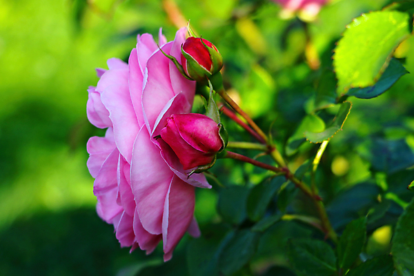 포토 JPG 해외이미지 식물 공원 꽃잎 꽃 분홍색 꽃다발 백그라운드 잎 꽃무늬 밭 자연 발렌타인데이 사랑 사람없음 야외 장식 빨간색 초록색 빛 뷰티 장미 정원 봄 벚꽃 나뭇가지 신선 개화 닫기 원예 내추럴 해외포토 나무 계절 공공시설 감정 컬러 무늬 농업 모션 데이이벤트 취미 생태계 파일형식 이미지허브