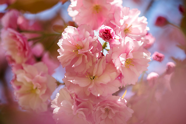 포토 JPG 해외이미지 디자인 계절 여자 꽃 선 분홍색 꽃무늬 자연 휴가 휴식 부활절 건강 사람없음 여름 뷰티 유행 맑음 스파 봄 화장품 벚꽃 흰색 나뭇가지 개화 체리 피부관리 엽서 돌봄 위생관리 어머니의날 해외포토 나무 식물 기념일 컬러 컨셉 무늬 과일 모션 날씨 관리 사람 편지 생태계 미국문화 파일형식 이미지허브