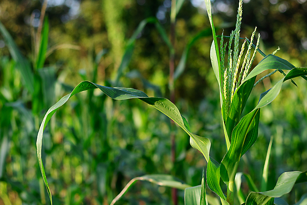 포토 JPG 해외이미지 나무 식물 계절 꽃 음식 줄기 백그라운드 잎 밭 농업 채소 자연 하늘 옥수수 씨앗 사람없음 야외 초록색 파란색 농작물 농장 환경 정원 봄 수확 성장 시골 신선 낟알 유기농 장면 내추럴 해외포토 웰빙 산업 컬러 곡류 생태계 파일형식 이미지허브
