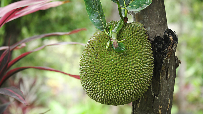 포토 JPG 해외이미지 나무 식물 아시아 음식 잎 농업 과일 자연 건강 동양인 사람없음 초록색 정원 나뭇가지 신선 거친 달콤 내추럴 숙성 이국적 해외포토 나라 산업 컬러 인종 맛 생태계 파일형식 이미지허브