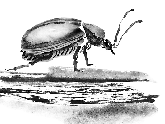 포토 JPG 해외이미지 식물 동물 전통 곤충 일러스트 자연 미술 동양인 사람없음 뷰티 일본 중국 붓 벌레 스케치 딱정벌레 그림 동쪽 핸드메이드 해외일러스트 아시아 문화예술 인종 방향 생태계 파일형식 이미지허브