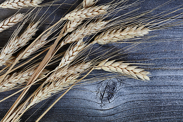 포토 JPG 해외이미지 계절 음식 줄기 백그라운드 밭 농업 다이어트 재료 자연 날씨 건강 사람없음 목재 장식 농작물 수확 닫기 널 낟알 시리얼 밀 유기농 귀 밀가루 탄수화물 해외포토 나무 식물 웰빙 산업 모션 곡류 신체부위 가루 생태계 파일형식 이미지허브