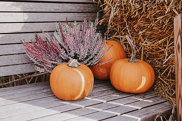 포토 JPG 해외이미지 식물 전통 계절 음식 백그라운드 밭 농업 채소 오렌지 자연 호박 휴가 건강 사람없음 야외 장식 컬러풀 농장 쌓기 정원 맑음 축제 할로윈 수확 성장 시골 축하 신선 원형 시장 황금 큼 11월 유기농 장면 추수감사절 10월 내추럴 땅바닥 숙성 해외포토 도형 웰빙 산업 기독교 컬러 컨셉 과일 모션 날씨 바닥 날짜 크기 생태계 파일형식 이미지허브