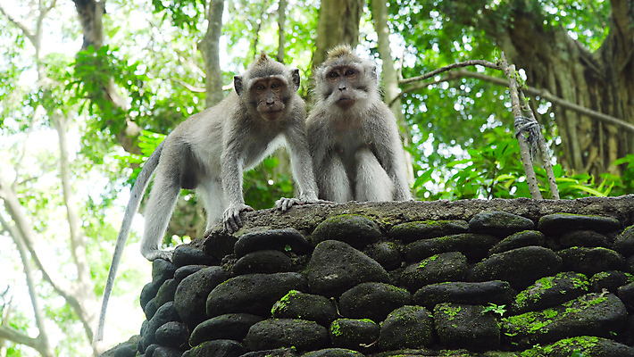 포토 JPG 해외이미지 나무 동물 공원 아시아 야생동물 포유류 자연 사람없음 야외 원숭이 숲 발리 인도네시아 유인원 보호구역 해외포토 식물 공공시설 나라 섬 생태계 구역 파일형식 이미지허브