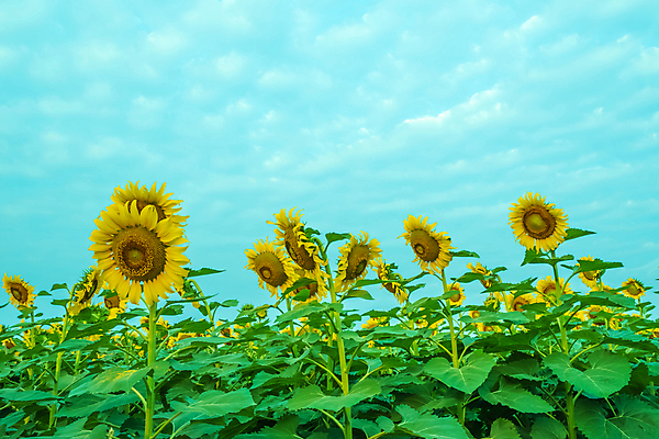 포토 JPG 해외이미지 식물 꽃 백그라운드 잎 꽃무늬 농업 손가락 자연 해바라기 풍경 사람없음 초록색 여름 빛 햇빛 태양 뷰티 노란색 일출 맑음 일몰 활발 꿈 성장 벚꽃 광선 시골 황금 유기농 내추럴 해외포토 자연요소 손 웰빙 계절 산업 컬러 컨셉 무늬 날씨 노을 생태계 파일형식 이미지허브