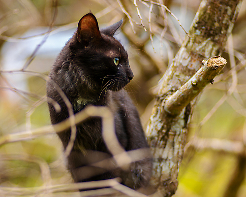 포토 JPG 해외이미지 나무 동물 캐릭터 응시 얼굴 야생동물 포즈 백그라운드 포유류 자연 털 사람없음 초록색 반려동물 뷰티 갈색 검은색 고양이 나뭇가지 표현 점 숲 작음 열대우림 경계 호기심 사냥 오르기 육식동물 부드러움 솜털 내추럴 동물상 해외포토 식물 시선 감정 컬러 컨셉 모션 신체부위 조형물 감각 크기 생태계 파일형식 이미지허브