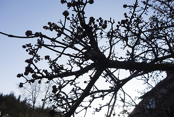 포토 JPG 해외이미지 식물 계절 꽃 지구 날씨 종류 사람없음 새싹 봄 성장 벚꽃 시간 분위기 지리 해외포토 컨셉 파일형식 이미지허브